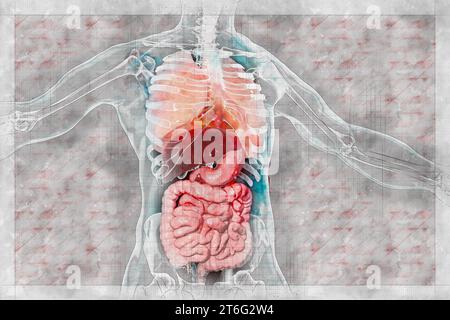 Anatomie du corps humain, système respiratoire et digestif, illustration 3D dans le style des notes scientifiques de sketch Banque D'Images