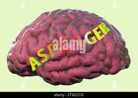 Une illustration conceptuelle en 3D mettant en vedette le texte syndrome d'Asperger sur le modèle anatomique d'un cerveau humain, mettant en évidence la base neurologique du Banque D'Images