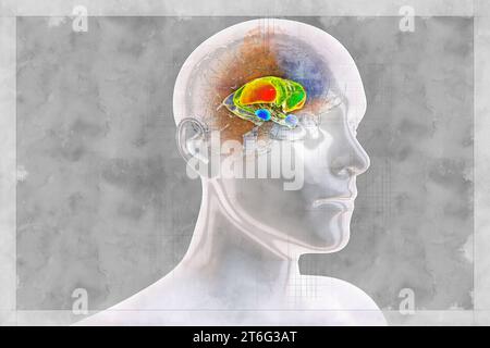 Anatomie du striatum dorsal cérébral, illustration 3D dans le style croquis. Le striatum dorsal se compose du noyau caudé (vert) et du putamen (orange). Banque D'Images