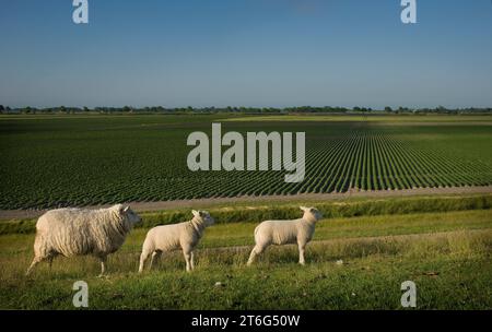 Moutons avec deux agneaux sur la digue sur la côte de Groninger Wadden. En arrière-plan, les crêtes des champs de pommes de terre. Banque D'Images