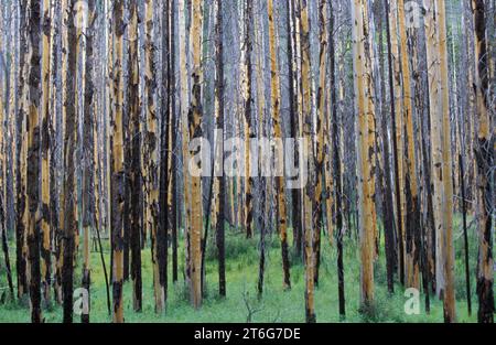 Arbres brûlés après un incendie prescrit (feu de forêt) dans les montagnes Rocheuses, parc national Banff, Alberta, Canada. Banque D'Images