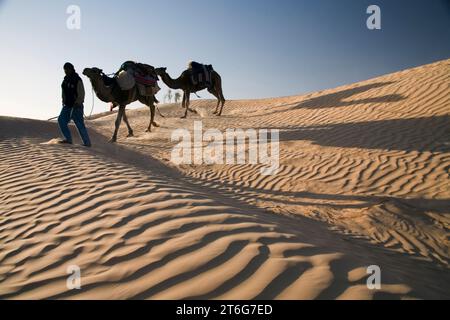 Guide de trekking à dos de chameau Nasser conduit deux chameaux (dromadaires) sur une dune de sable. Banque D'Images