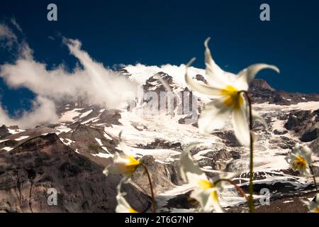 Mont Rainier glaciaire avec lys d'avalanche (Erythronium montanum) au premier plan. Banque D'Images