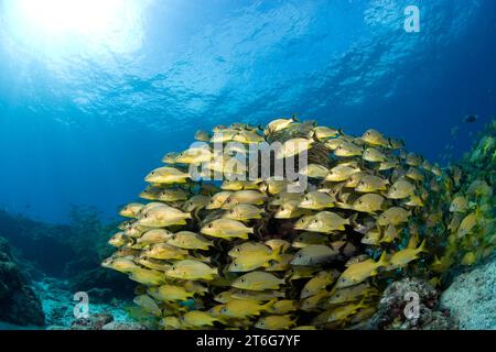 Les poissons scolarisés entourent le corail Elkhorn (Acropora palmata, Florida Keys Banque D'Images