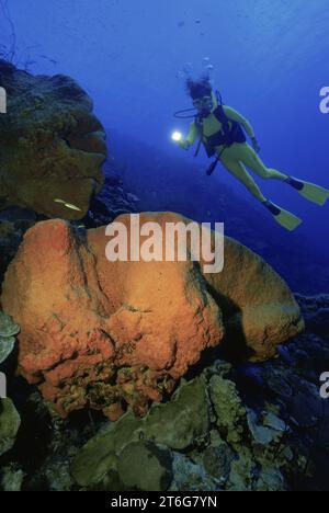 Plongée sous-marine et éponge orange, Bonaire. Banque D'Images