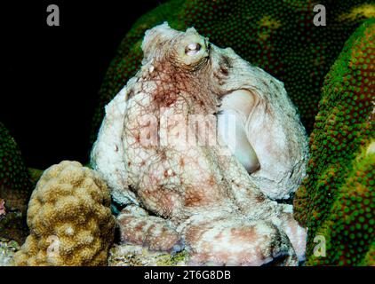 Les pousses de récif des Caraïbes (Octopus briareus) se blottissent près d'une tête de corail au crépuscule. Banque D'Images