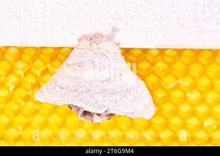 Photo Macro de nid de frelons asiatiques commencer sur un nouveau cadre jaune de ruche, responsable de la mort de la colonie d'abeilles. Désastre pour nature Wild life en F Banque D'Images