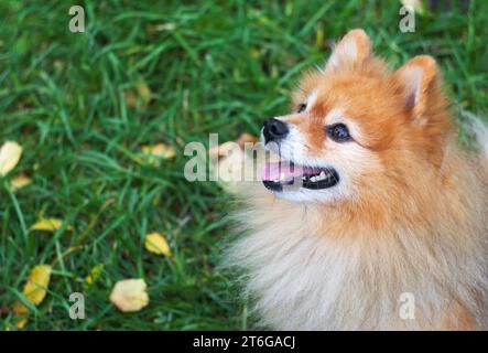 Chien Spitz allemand sur une promenade dans le parc Banque D'Images
