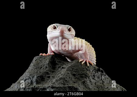 lézard lézard lézard léopard gecko sur roche isolé sur noir Banque D'Images