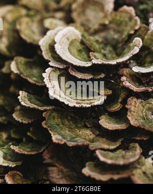 Gros plan de couches de champignons à queue de dinde poussant à l'extérieur. Banque D'Images