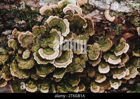 Gros plan du champignon de la queue de dinde poussant sur la bûche. Banque D'Images