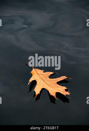 Gros plan de feuilles de chêne tombées flottant à la surface de l'eau le jour de l'automne. Banque D'Images