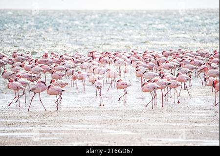 Gros plan de flamants roses dans une baie namibienne Banque D'Images