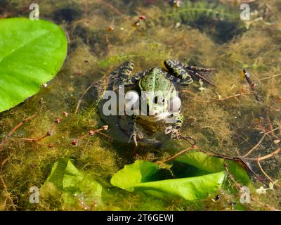 Grenouille verte européenne (grenouille comestible, Rana esculenta ou Pelophylax esculentus) croise et nage dans un étang Banque D'Images