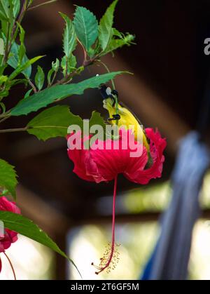 Nectar buvant du sunbird à ventre jaune à partir d'une fleur d'hibiscus (sunbird de jardin, sunbird à dos d'olive, Cinnyris jugularis) Banque D'Images