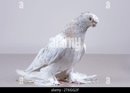 Un pigeon ouzbek de pure race repose sur une surface en marbre. Banque D'Images