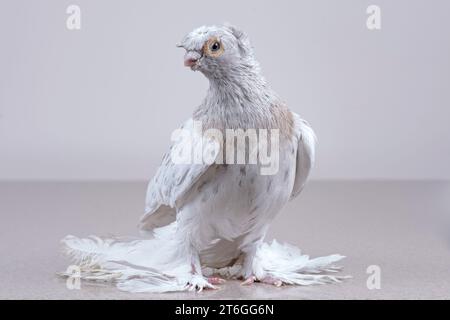 Un pigeon ouzbek de pure race repose sur une surface en marbre. Banque D'Images