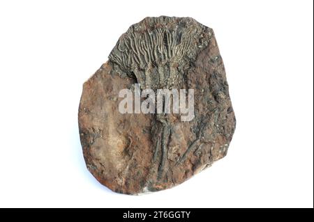 Scyphocrinus elegans est un crinoïde fossile qui vivait en Silurien. Cet échantillon provient du Maroc. Banque D'Images