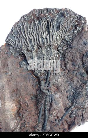 Scyphocrinus elegans est un crinoïde fossile qui vivait en Silurien. Cet échantillon provient du Maroc. Banque D'Images