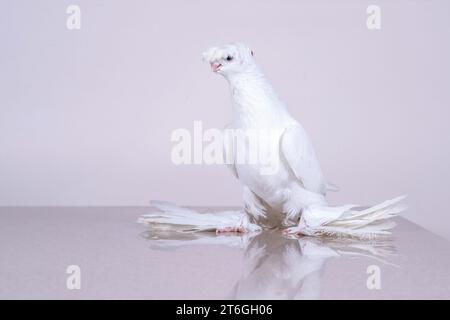 La colombe blanche ouzbèke Gulbadam se trouve sur une surface en marbre réfléchissant Banque D'Images