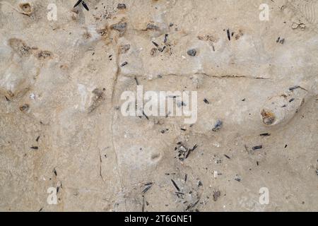 Belemnites fossiles à Ponta do Trobao, site géologique d'importance mondiale. Cette formation correspond au Toarcien (Jurassique inférieur). Cette photo était Tak Banque D'Images