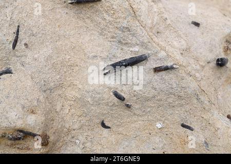 Belemnites fossiles à Ponta do Trobao, site géologique d'importance mondiale. Cette formation correspond au Toarcien (Jurassique inférieur). Cette photo était Tak Banque D'Images