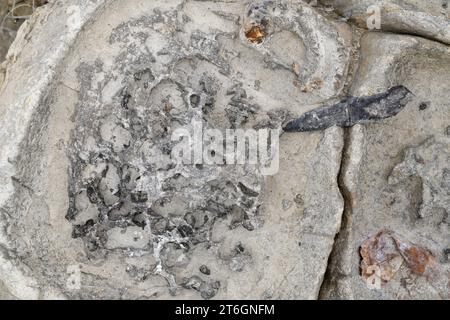 Belemnites fossiles à Ponta do Trobao, site géologique d'importance mondiale. Cette formation correspond au Toarcien (Jurassique inférieur). Cette photo était Tak Banque D'Images