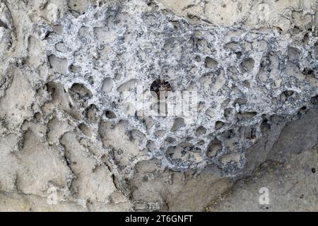 Belemnites fossiles à Ponta do Trobao, site géologique d'importance mondiale. Cette formation correspond au Toarcien (Jurassique inférieur). Cette photo était Tak Banque D'Images