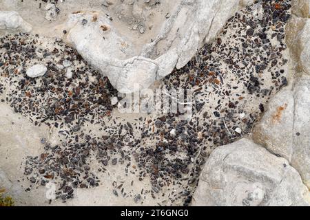 Belemnites fossiles à Ponta do Trobao, site géologique d'importance mondiale. Cette formation correspond au Toarcien (Jurassique inférieur). Cette photo était Tak Banque D'Images