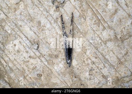 Belemnites fossiles à Ponta do Trobao, site géologique d'importance mondiale. Cette formation correspond au Toarcien (Jurassique inférieur). Cette photo était Tak Banque D'Images