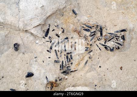 Belemnites fossiles à Ponta do Trobao, site géologique d'importance mondiale. Cette formation correspond au Toarcien (Jurassique inférieur). Cette photo était Tak Banque D'Images