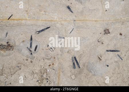 Belemnites fossiles à Ponta do Trobao, site géologique d'importance mondiale. Cette formation correspond au Toarcien (Jurassique inférieur). Cette photo était Tak Banque D'Images