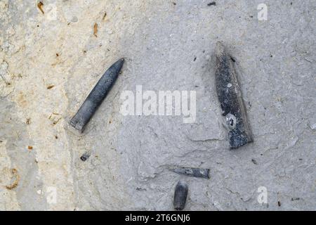 Belemnites fossiles à Ponta do Trobao, site géologique d'importance mondiale. Cette formation correspond au Toarcien (Jurassique inférieur). Cette photo était Tak Banque D'Images