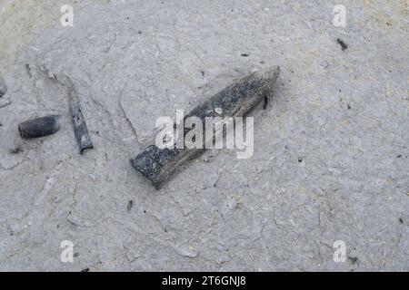 Belemnites fossiles à Ponta do Trobao, site géologique d'importance mondiale. Cette formation correspond au Toarcien (Jurassique inférieur). Cette photo était Tak Banque D'Images