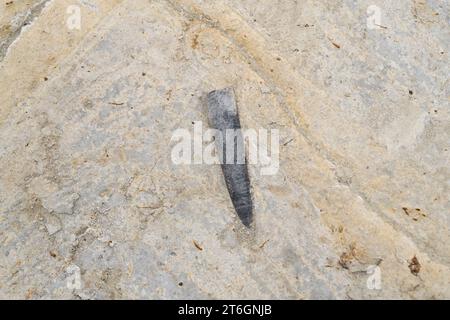 Belemnites fossiles à Ponta do Trobao, site géologique d'importance mondiale. Cette formation correspond au Toarcien (Jurassique inférieur). Cette photo était Tak Banque D'Images