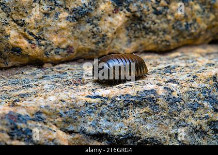 gros plan photo d'un petit insecte brun brillant Banque D'Images