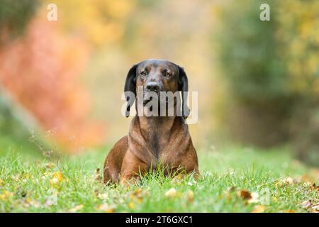 Chien de montagne bavarois allongé sur l'herbe dans un paysage d'automne coloré. Banque D'Images