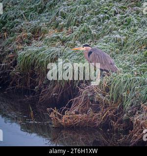 Un héron gris ponçant sur une rive glacée de rivière à la réserve naturelle RSPB Ham Wall sur les niveaux Somerset près d'Ashcott, Somerset, Angleterre, Royaume-Uni. Banque D'Images