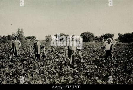 Champ de betteraves à sucre extrait du livre « Utah, the Land of Blossoming Valleys » faisant partie de la série « See America First » de George Wharton James publié en 1922 par la société page Utah, The Land of Blossoming Valleys: l'histoire de ses déchets désertiques, de ses immenses et fantastiques formations rocheuses et de ses jardins fertiles dans les vallées abritées ; une étude de ses industries en développement rapide ; un compte rendu de l'origine, du développement et des croyances de l'église mormone; et des chapitres sur la flore et la faune, et sur les merveilles pittoresques qui sont un héritage de tous les Américains Banque D'Images