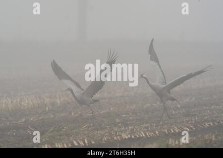 23.10.2023, Tiste, Kraniche rasten im Naturschutzgebiet Tister Bauernmoor und suchen tagsüber auf dem abgeernteten Maisfeldern nach Futter. Kranich im Nebel. Landwirte beschweren sich vermehrt über Schäden durch die Zugvögel. Niedersachsen Landkreis Rotenbur Deutschland *** 23 10 2023, Tiste, grues reposent dans la réserve naturelle de Tister Bauernmoor et cherchent de la nourriture dans les champs de maïs récoltés pendant la journée grue dans le brouillard les agriculteurs se plaignent de plus en plus des dommages causés par les oiseaux migrateurs Basse-Saxe Rotenbur district Allemagne crédit: Imago/Alamy Live News Banque D'Images