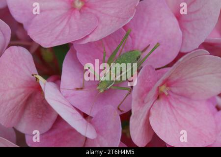 Petite sauterelle verte sur les fleurs d'hortensia dans le jardin Banque D'Images