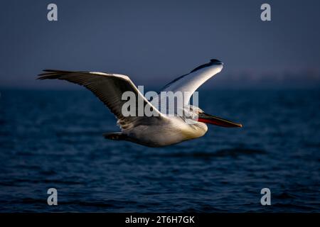 Le pélican dalmate déploie des ailes volant à travers le lac Banque D'Images