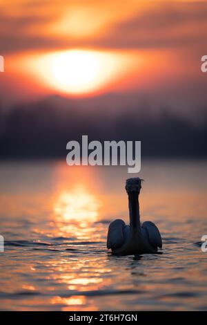 Le pélican dalmate se détacha sur le lac au lever du soleil Banque D'Images