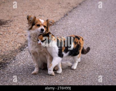 Concept d'histoire d'amour. Chien errant et chat, avec même design de couleur. Noir, marron et blanc. Flirter. Woof, miaou. Dans la rue. De vrais amis. Attention. Banque D'Images