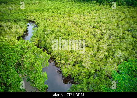 Photographie par drone des zones humides côtières de Port Launay, mangrove, l'une des meilleures zones humides de mangrove de l'île de Mahé, soutenant les sept espèces Banque D'Images