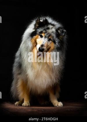 Rough Collie Dog studio Portrait Banque D'Images