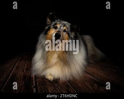 Rough Collie Dog studio Portrait Banque D'Images