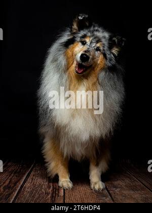 Rough Collie Dog studio Portrait Banque D'Images