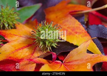 Fruits et feuilles de gomme sucrée américaine Banque D'Images