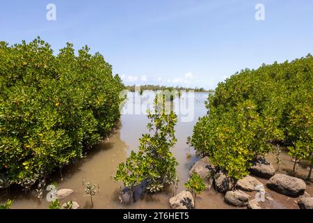 Mangroves en eau saumâtre sur la côte créant une stabilisation du rivage et un foyer pour une riche biodiversité Banque D'Images